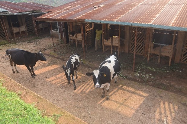 cow