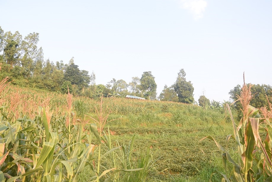fieldspace