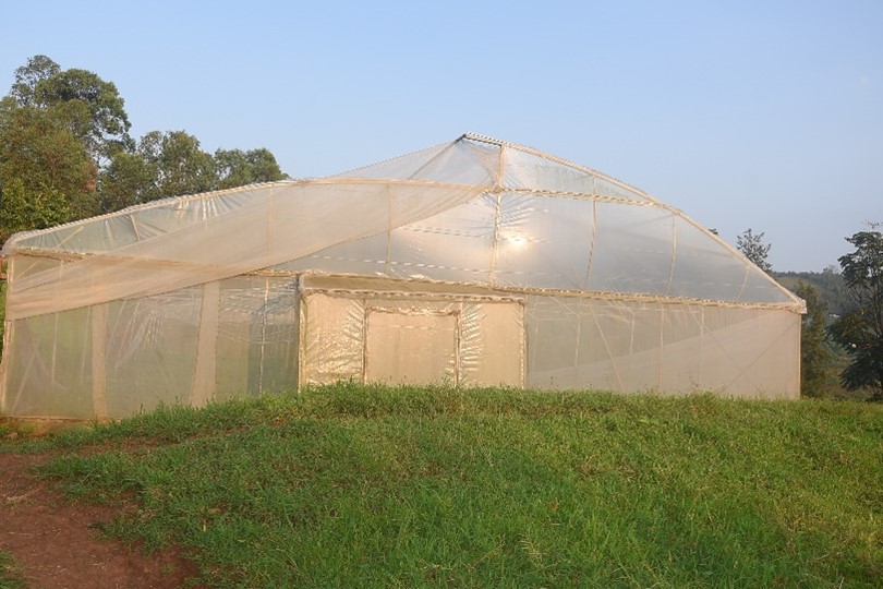 greenhouse