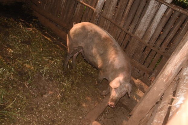 pig