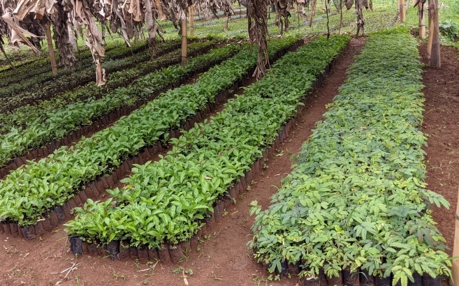 nkombo sector villagers supplied with tree seedlings by rdis2