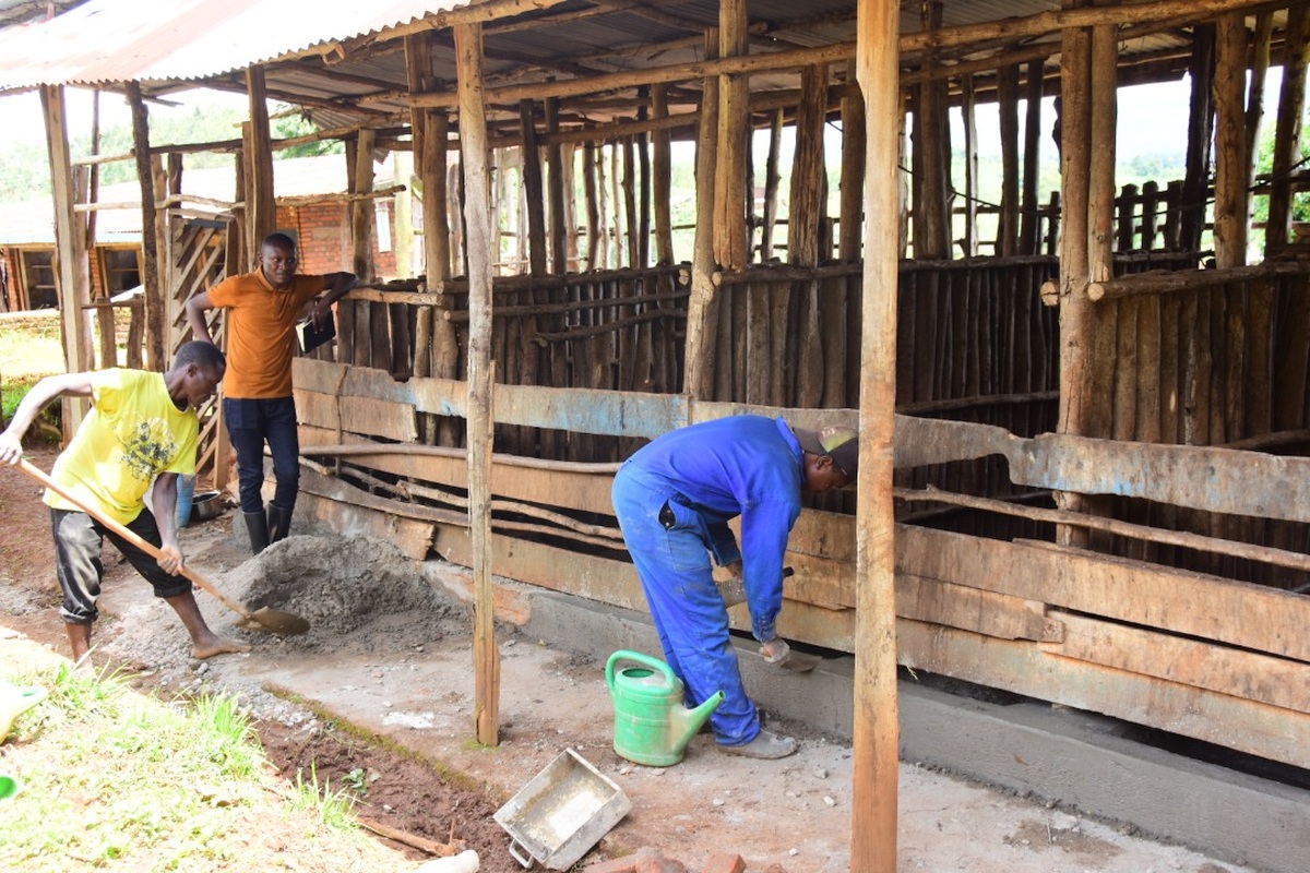 Installation works in Murangi Farm (from Cyangugu diocese) - Repair of Cow Shed in April 2022