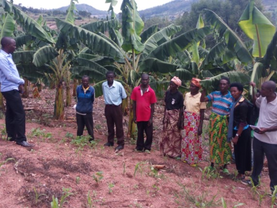 Transf group in Gahabwa learning banana farming using modern farming techniques