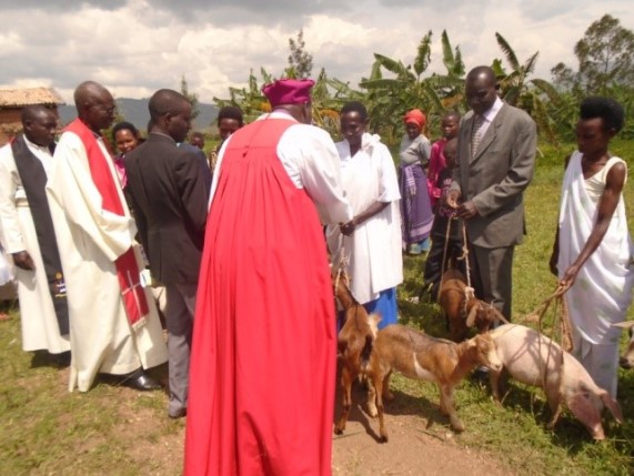 Duterimbere group in Butare: each family received one goat and one pig