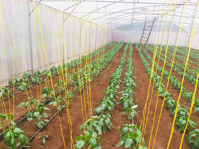 Our farm inside the greenhouse at Murangi Farm Training Center