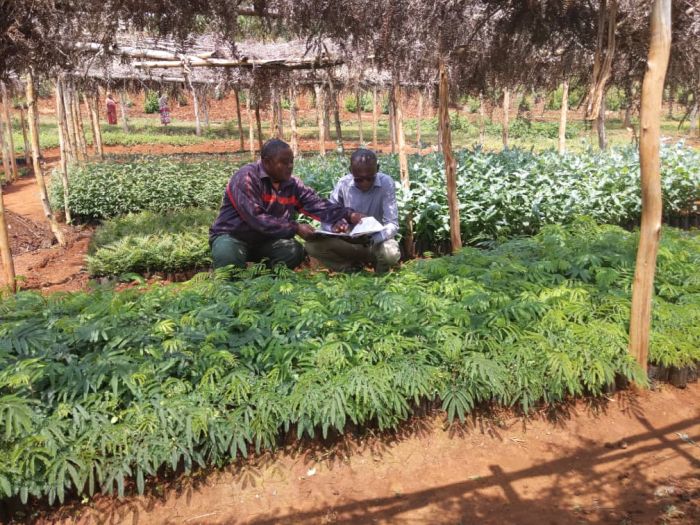Project Manager exams the seedlings