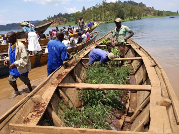 Transportation of the seedlings at Kivu Lake (boat)