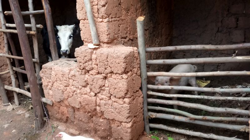 Rwanda's rural homes typically have some animal rearing