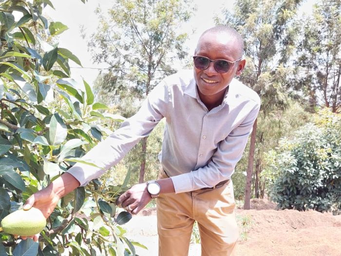 Project Manager with a crafted avocado tree