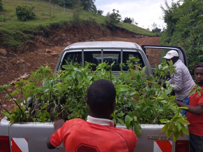 Transportation of the seedlings (car)