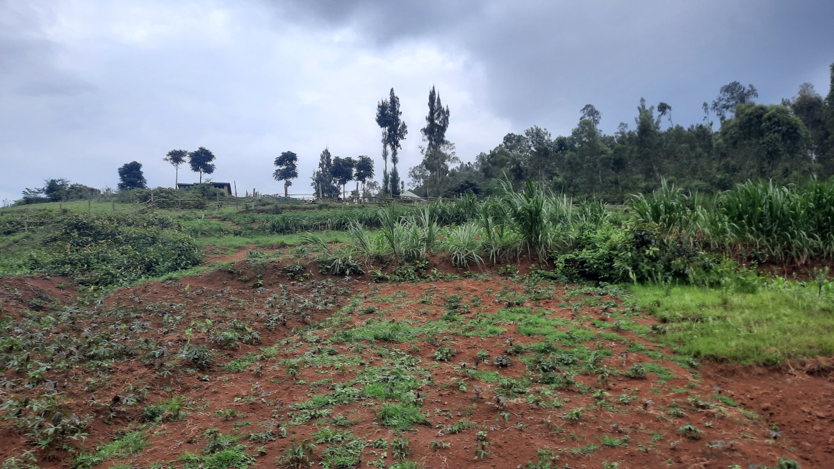 Mbayaya Farm (from Shyogwe diocese) which needs a considerable investment to be productive