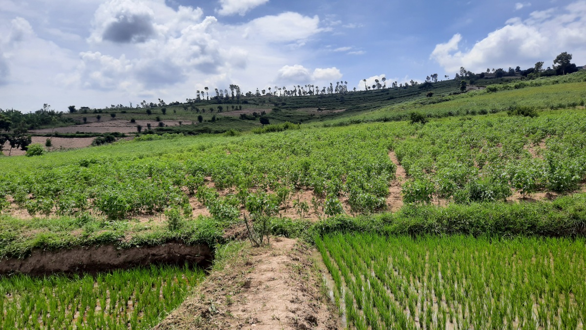 The vast Mbayaya Farm as seen from the valley in Jan 2021