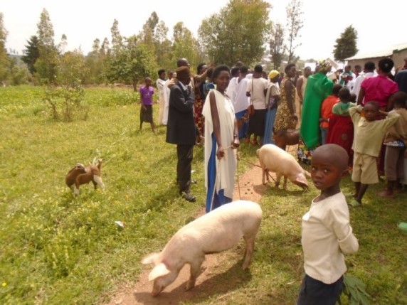 Duterimbere group in Butare: each family received one goat and one pig